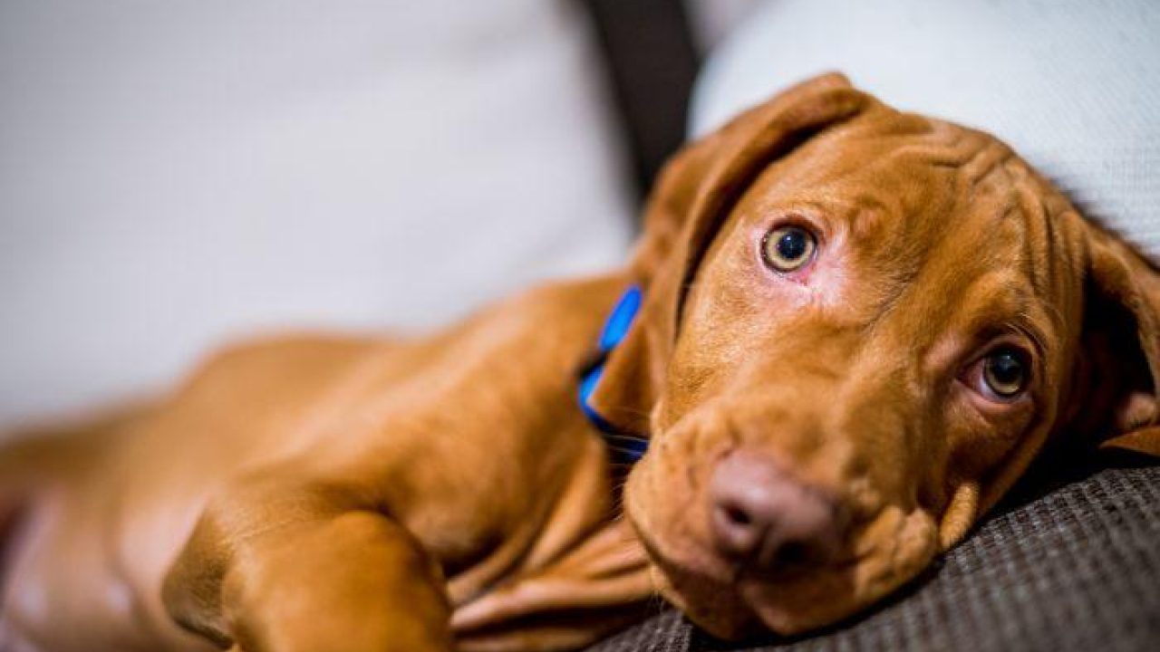 Stijging dierenartskosten zorgwekkend
