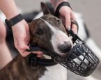 Bull terrier dog wordt muilkorf omgedaan