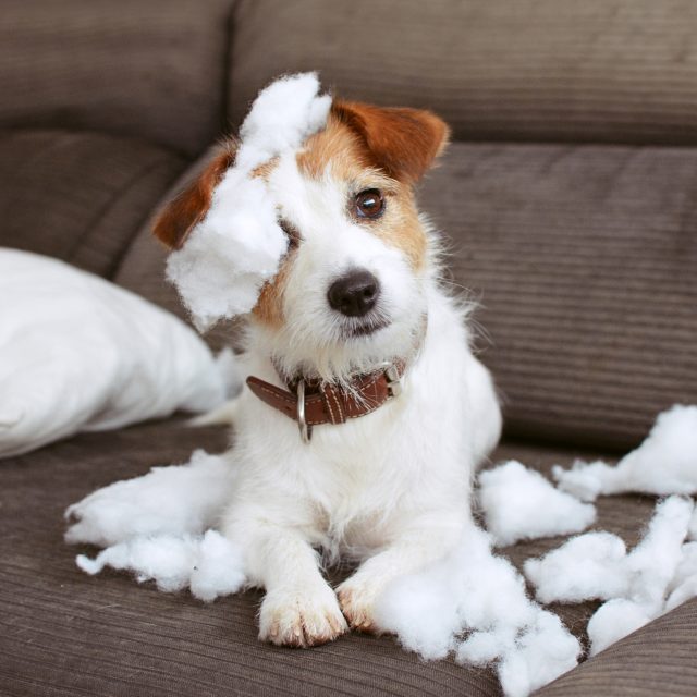 Hond of puppy