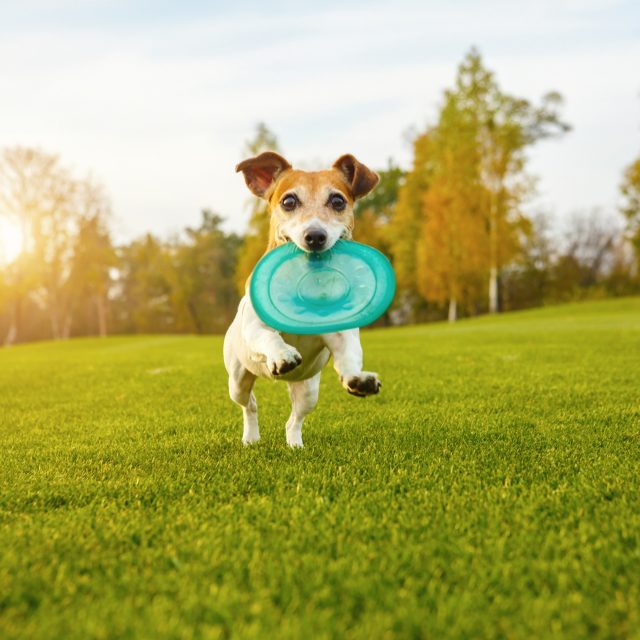 Alle tips van de Dierenbescherming