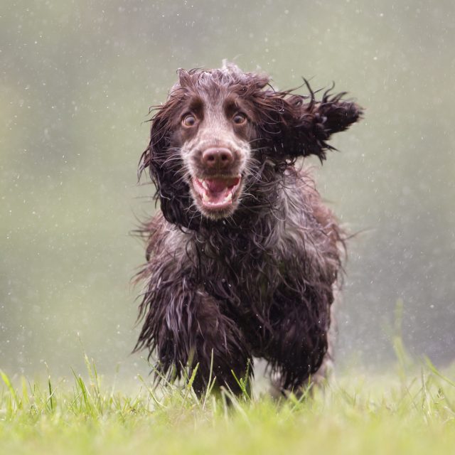 Adoptieprocedure hond