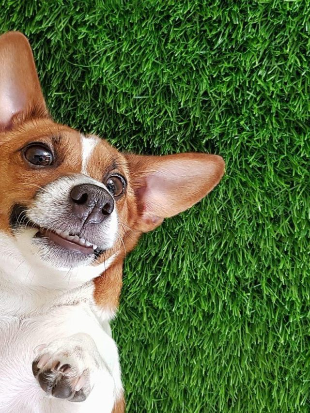 https://cms.dierenbescherming.nl/assets/common/default/Dieren/Honden/_640x853_crop_center-center_none/Hond-gras-lente-iStock-858245458.jpg?stamp=2402231634&tag=xs