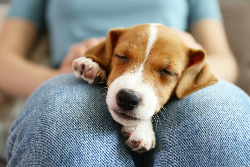 Wil jij het hele jaar iets voor dieren betekenen?