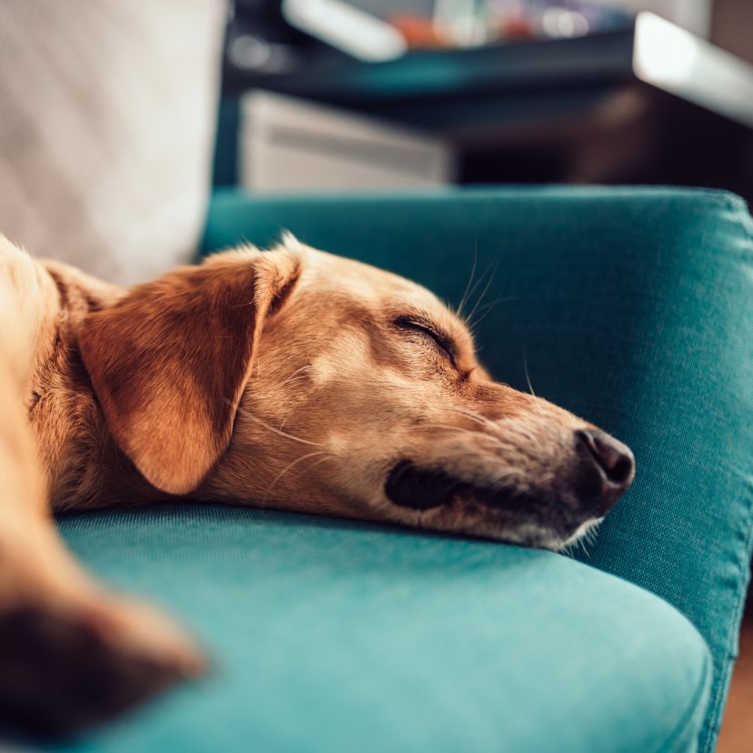Hond lipt op stoel te slapen