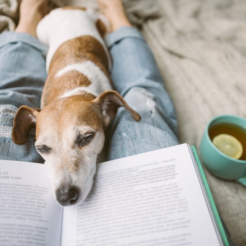 Hond ligt op schoot bij baasje dat leest