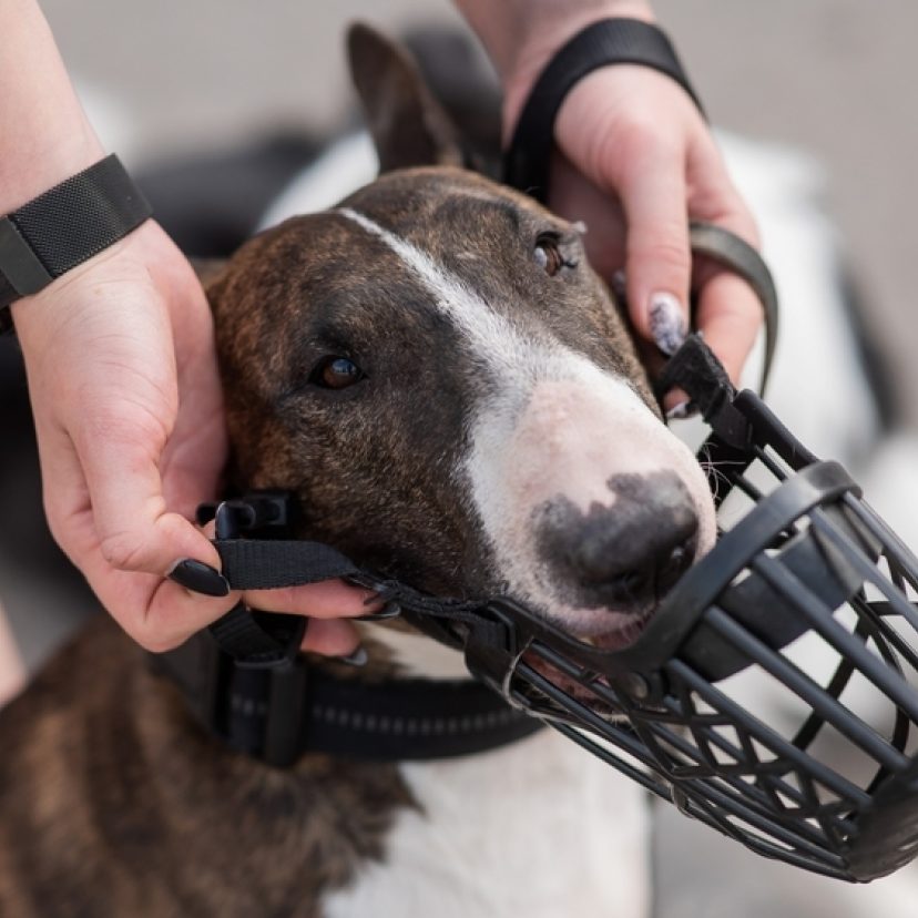 Bull terrier dog wordt muilkorf omgedaan