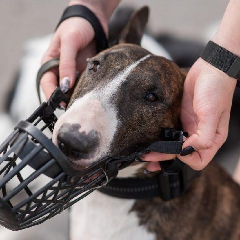 Shutterstock 2400044123muilkorf muzzle
