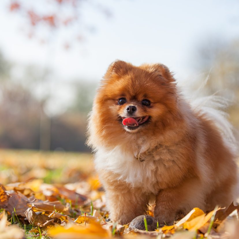 Klein hondje