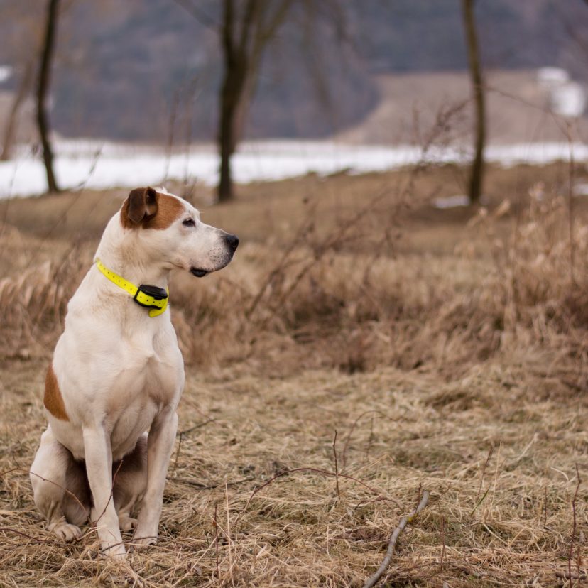 American pitbull terrier met stroomhalsband om
