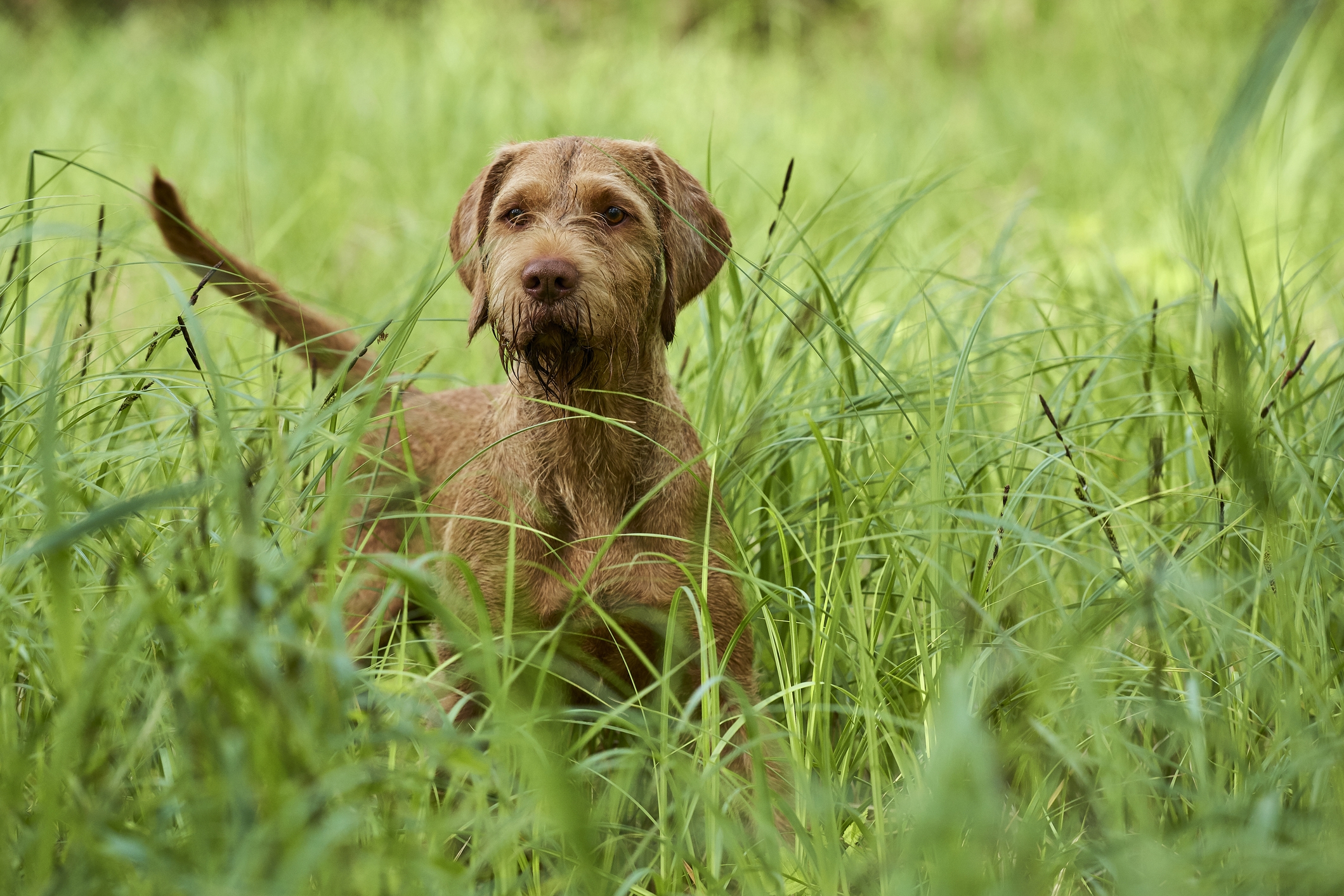 Hond in het hoge gras