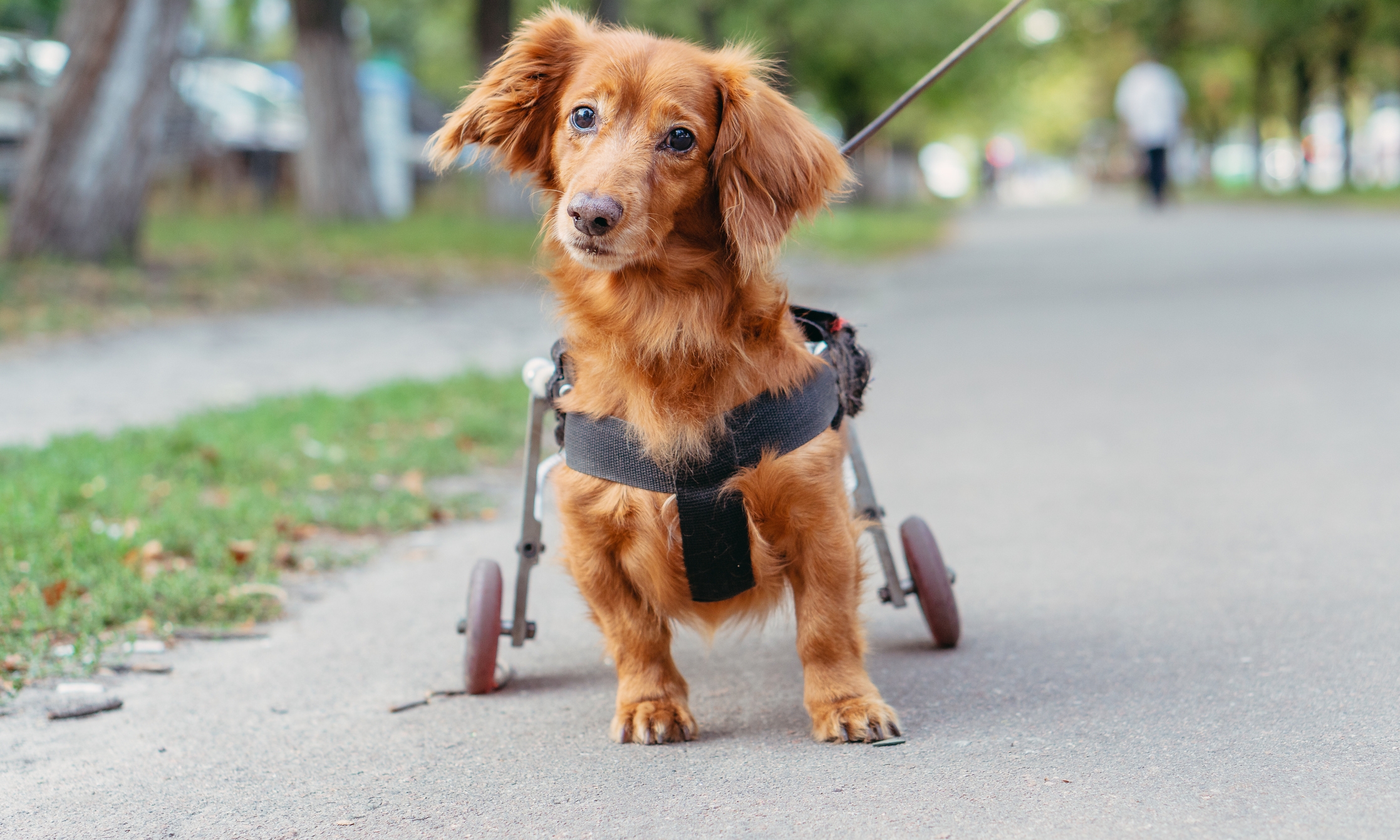 hond rolstoel