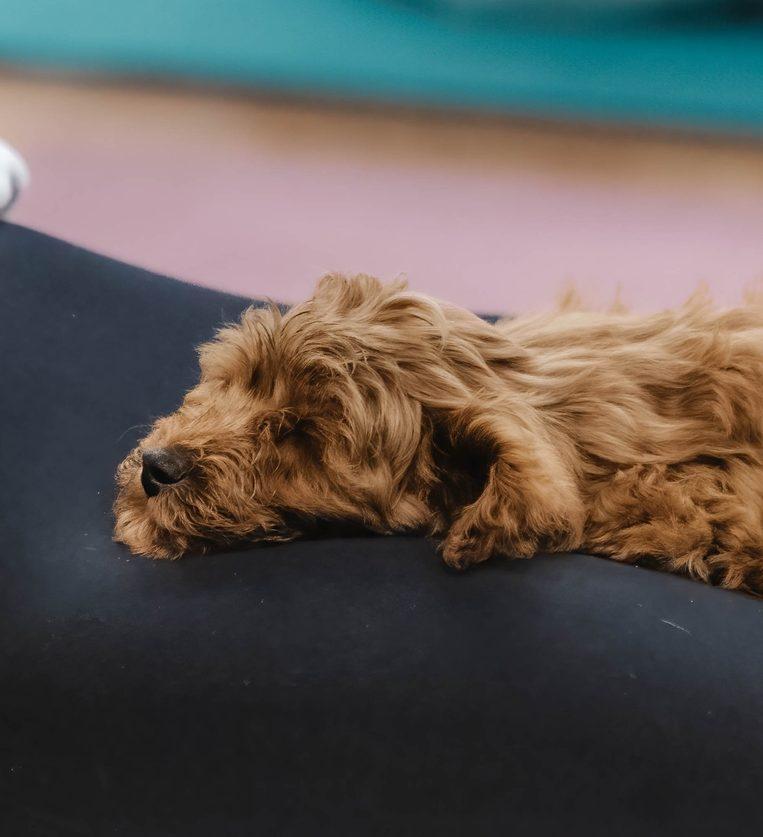 Stockbeeld van Puppy Yoga