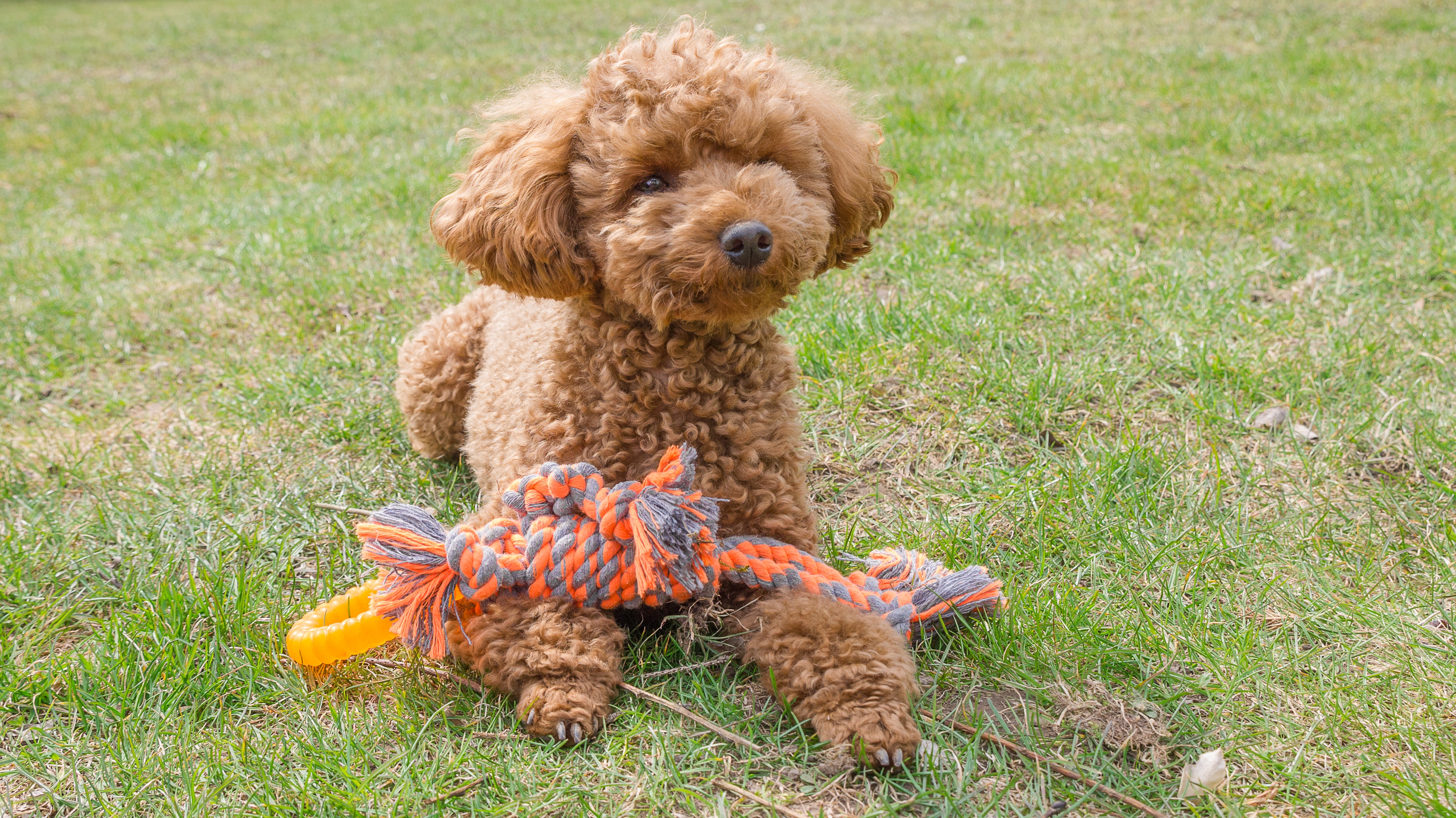 Ziektes bij labradoodle