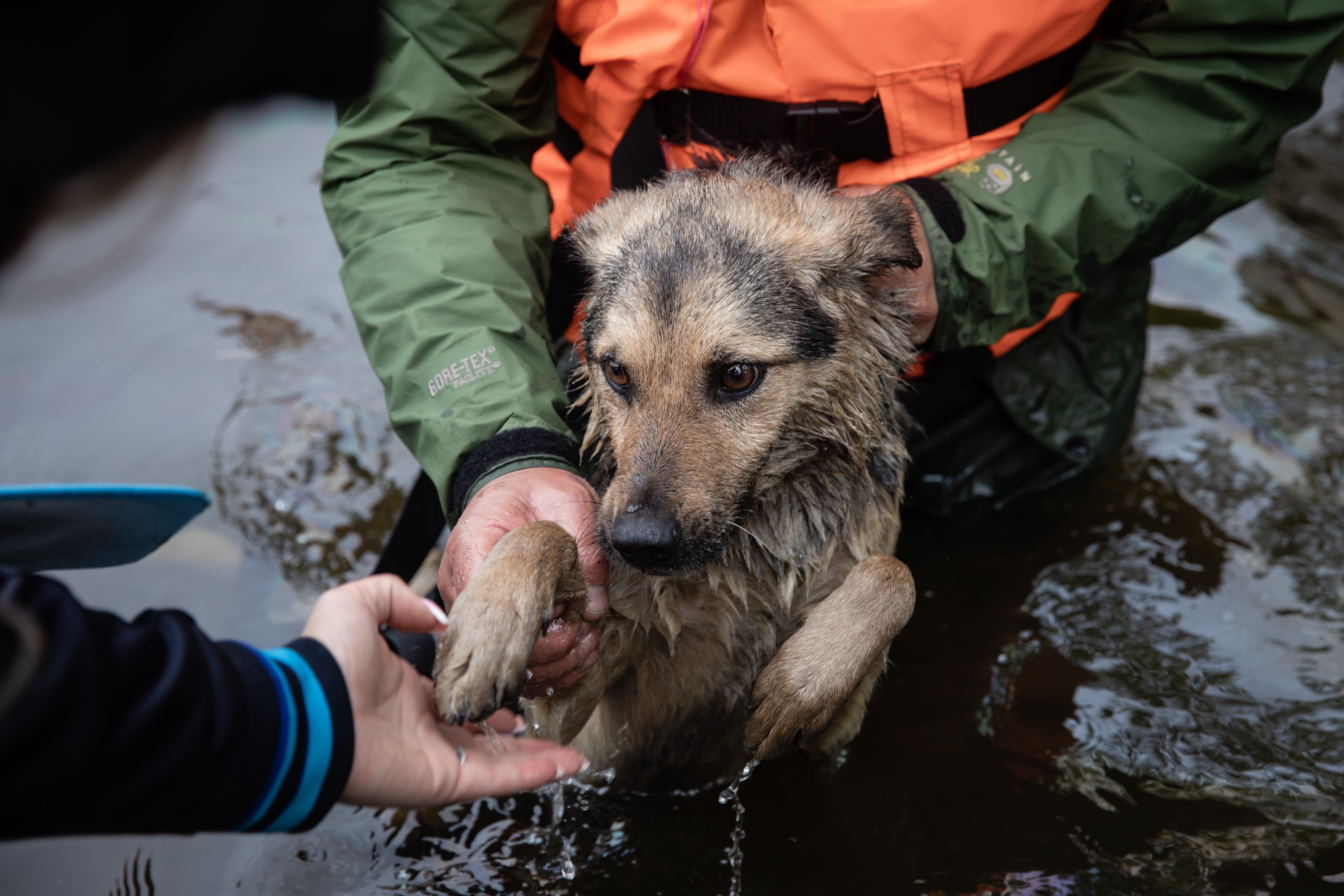 Hond wordt gered