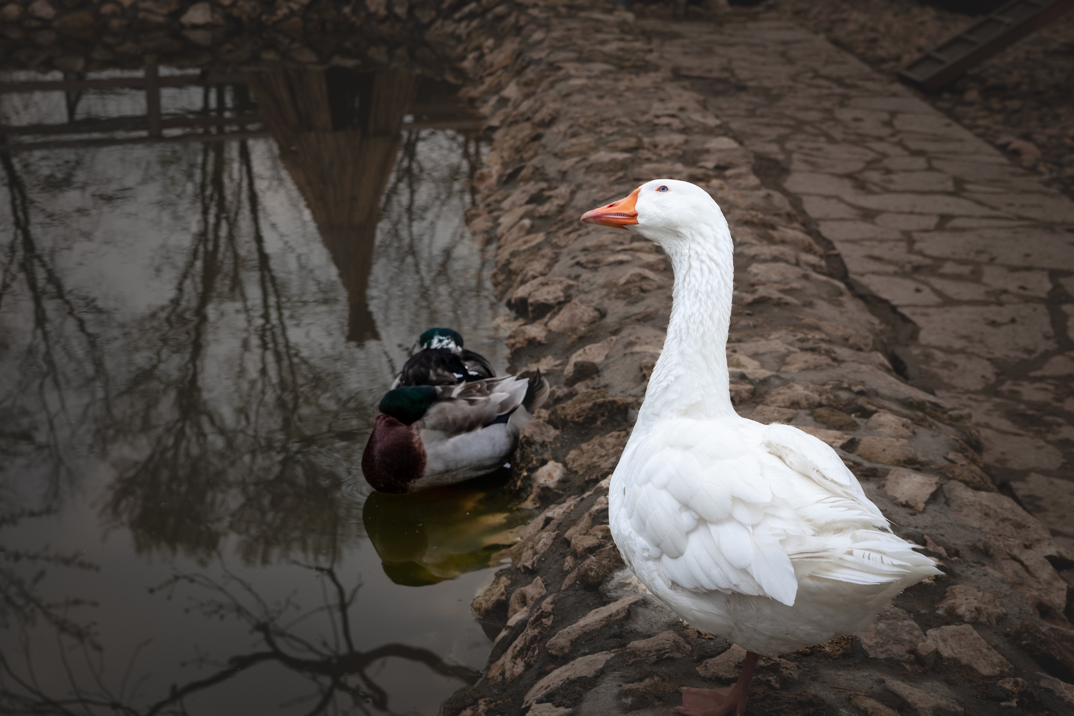 Gans in een park