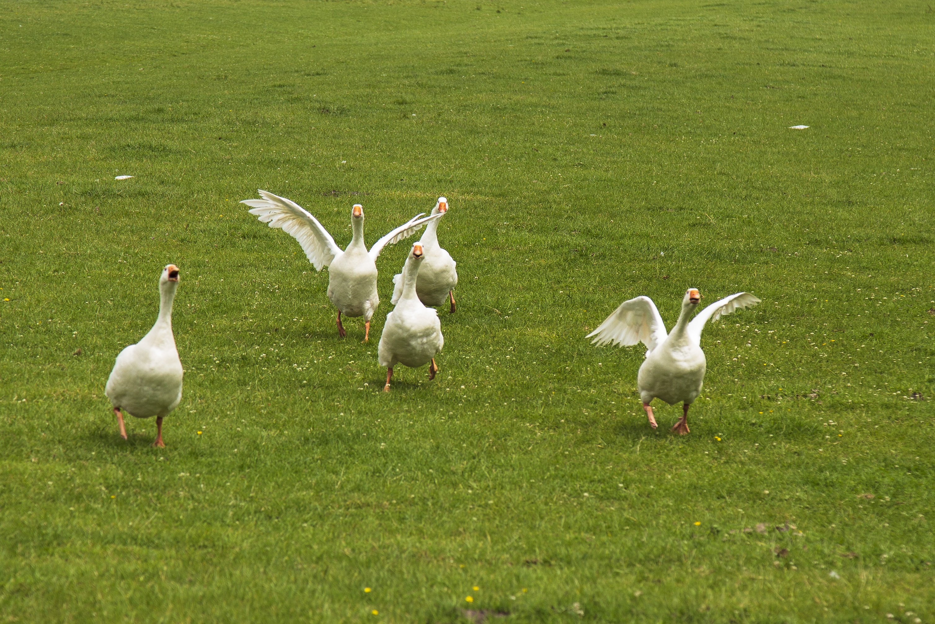 Ganzen rennen in een veld