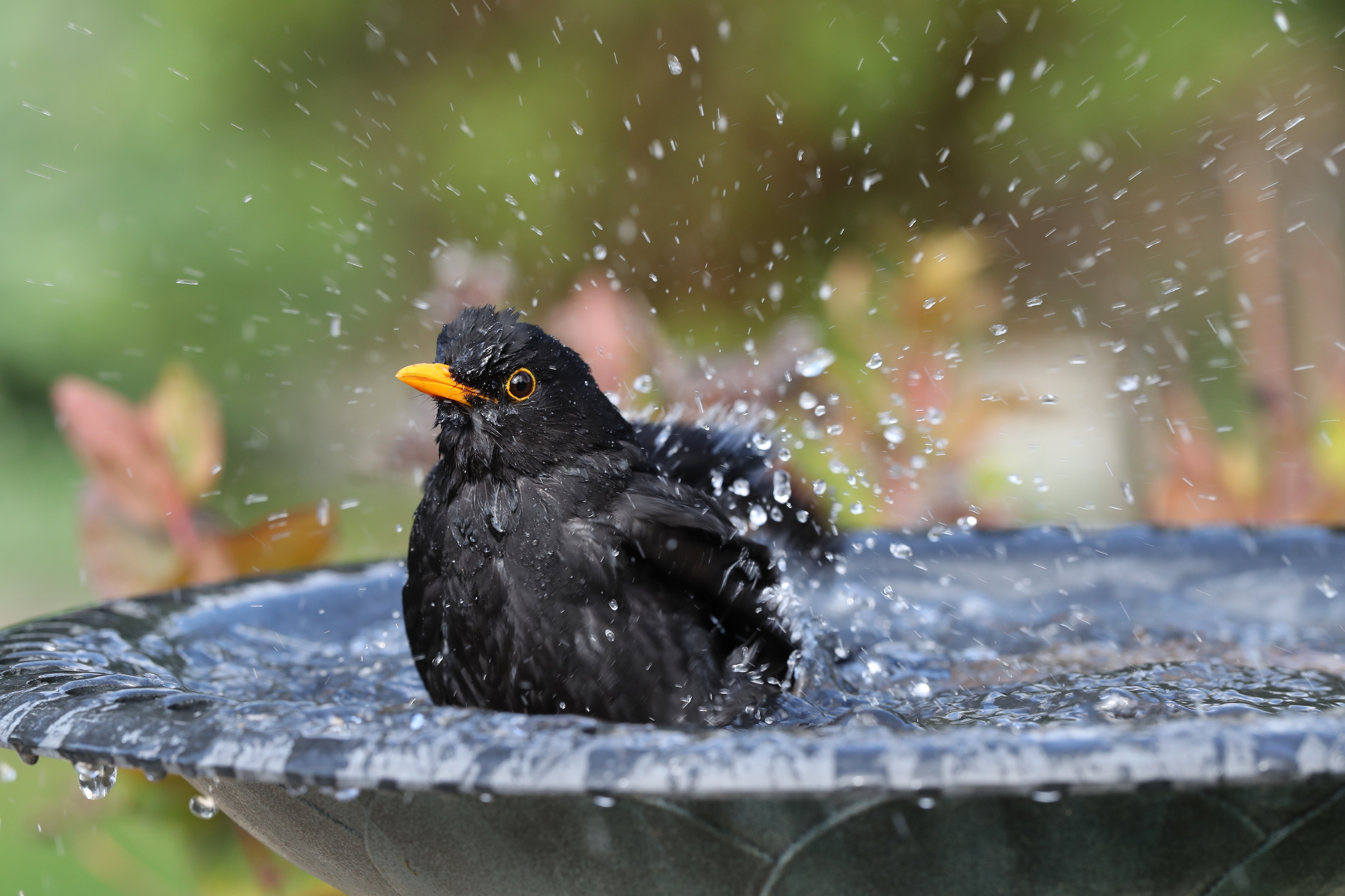 Een vogel in een vogelbadje
