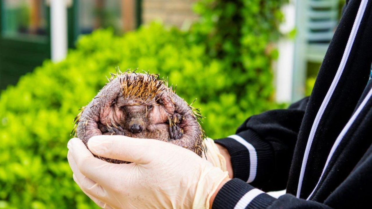 Alle hens aan dek bij de egelopvang