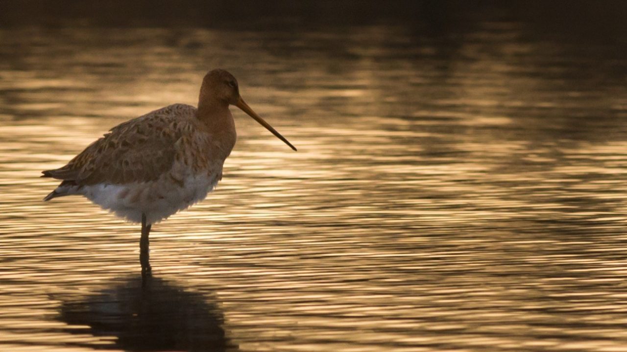 Weidevogels beschermen doe je zonder geweer