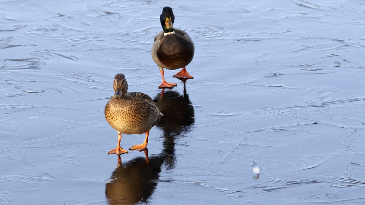 Veel telefoontjes over watervogels voor meldkamer Dierenbescherming