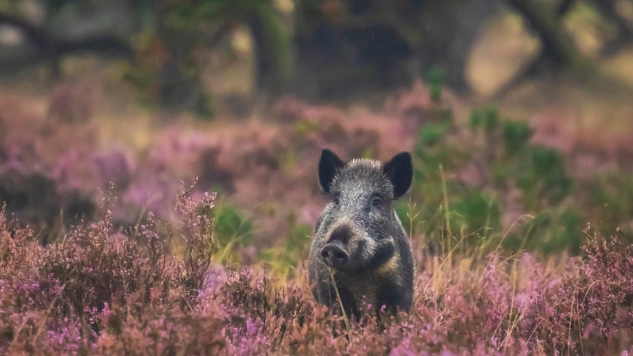 Wilde zwijnen in Utrecht zijn de klos