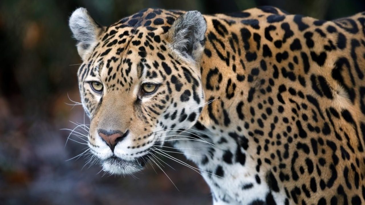Beauty of the Beasts: hebben knappe dieren een streepje voor?