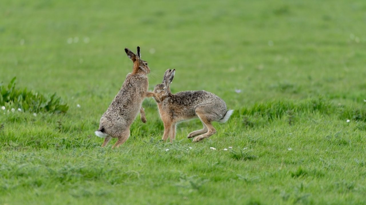 Nutteloze benuttingsjacht op kwetsbare ‘beschermde’ wildlijstsoorten weer geopend