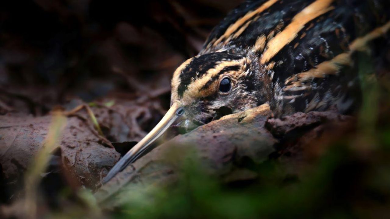 Voornemens staatssecretaris voor jacht en faunabeheer zeer zorgwekkend