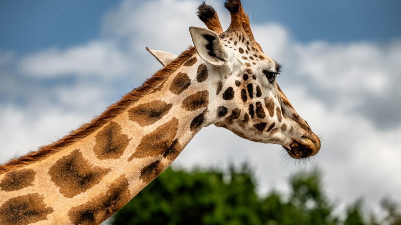 Dierentuinen hebben hun maatschappelijke rol waar te maken