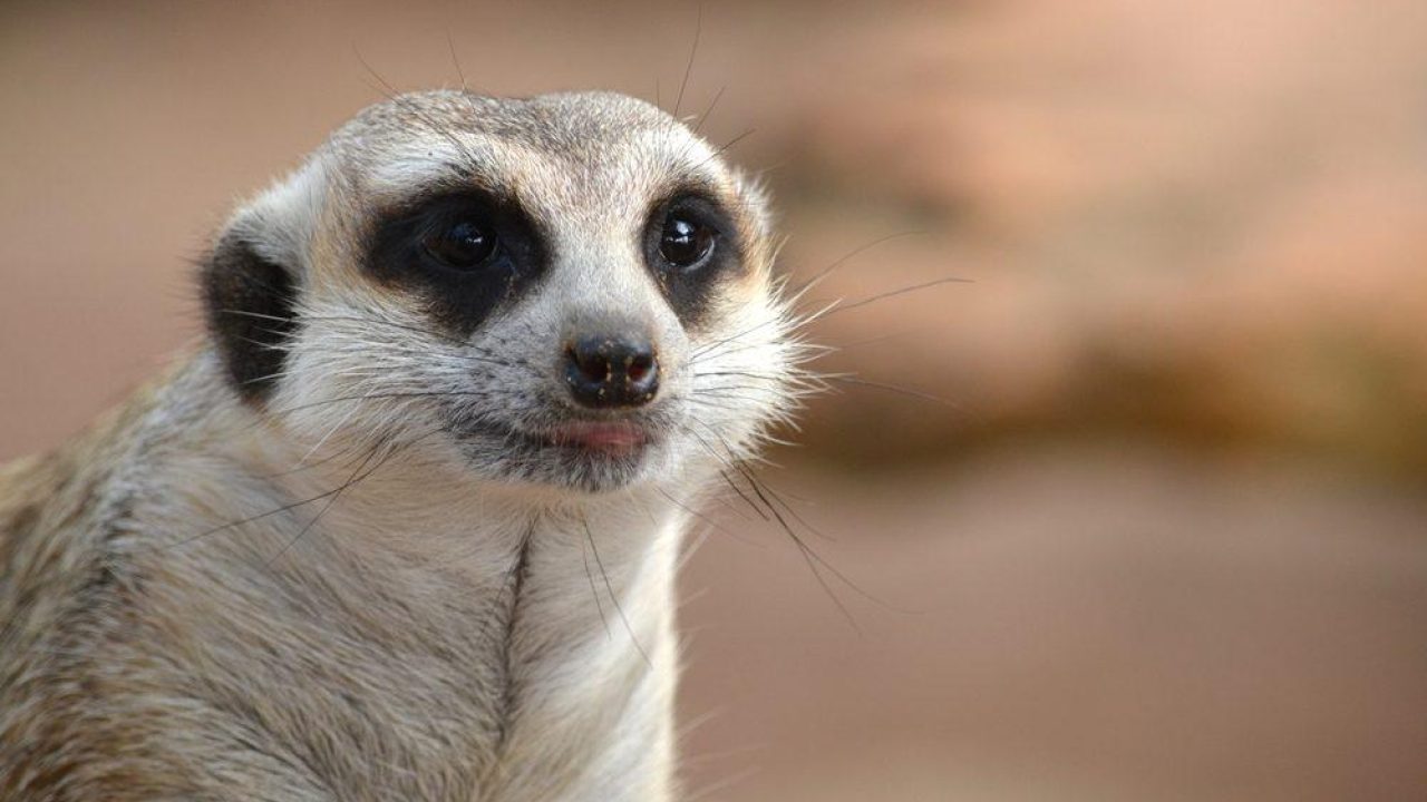 Ambitieus herontwerp nodig voor dierentuin van de toekomst