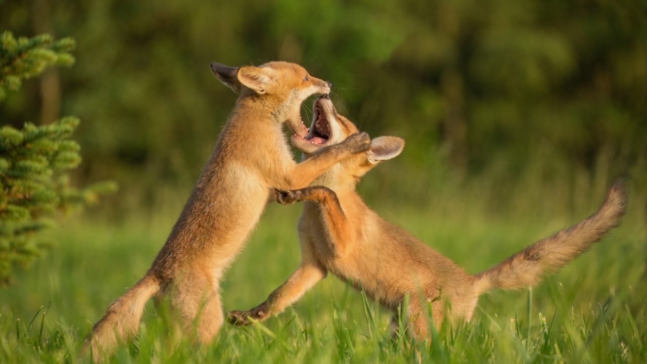 Rust is nodig in 'de kraamkamer van de natuur'