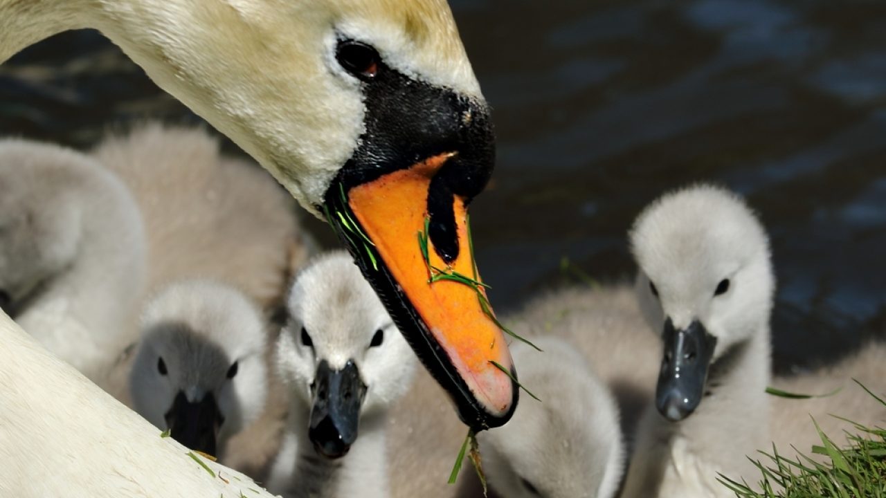 Dappere mama's van moeder natuur