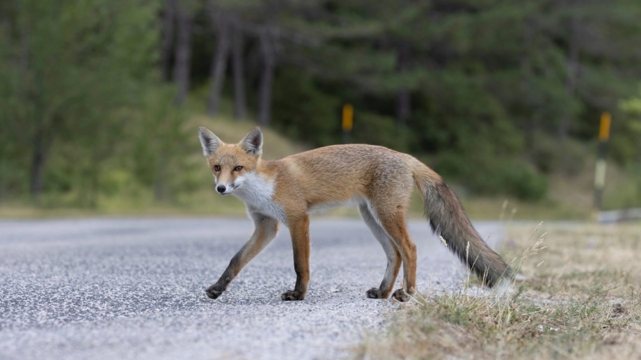 Zomertijd: biologische klok in het wild levende dieren verandert niet