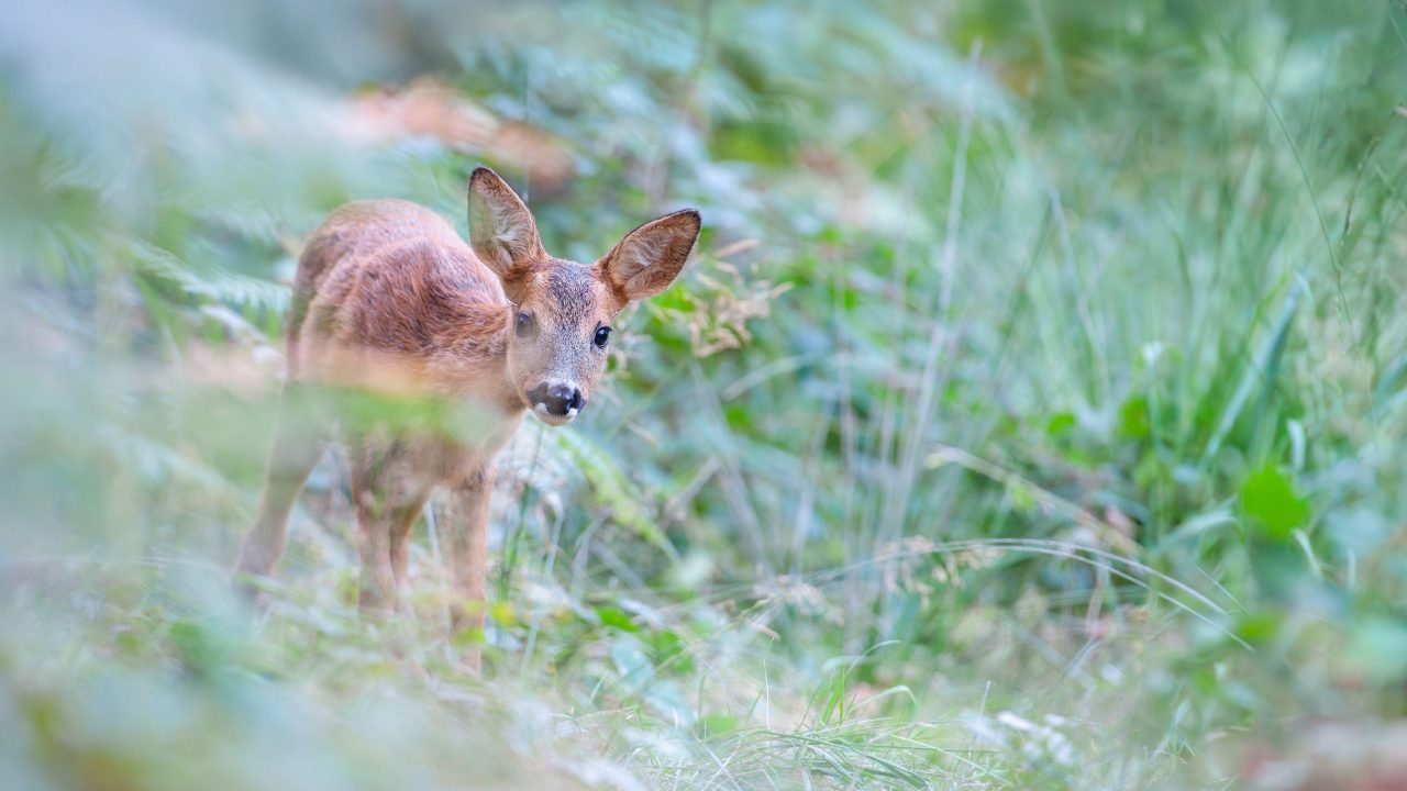 Gun jonge dieren rust en beschutting