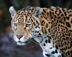 Shutterstock 2139201273jaguar