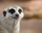 Shutterstock 377508262meercat