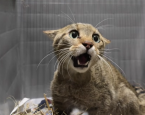 Wilde kat is opgevangen en later vrijgelaten