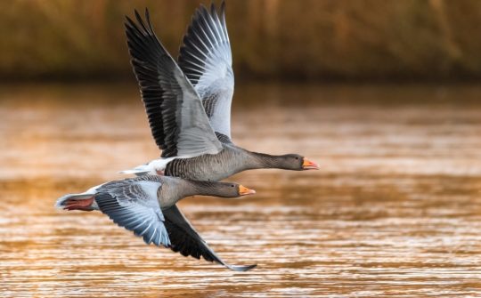 Shutterstock grauwe gans