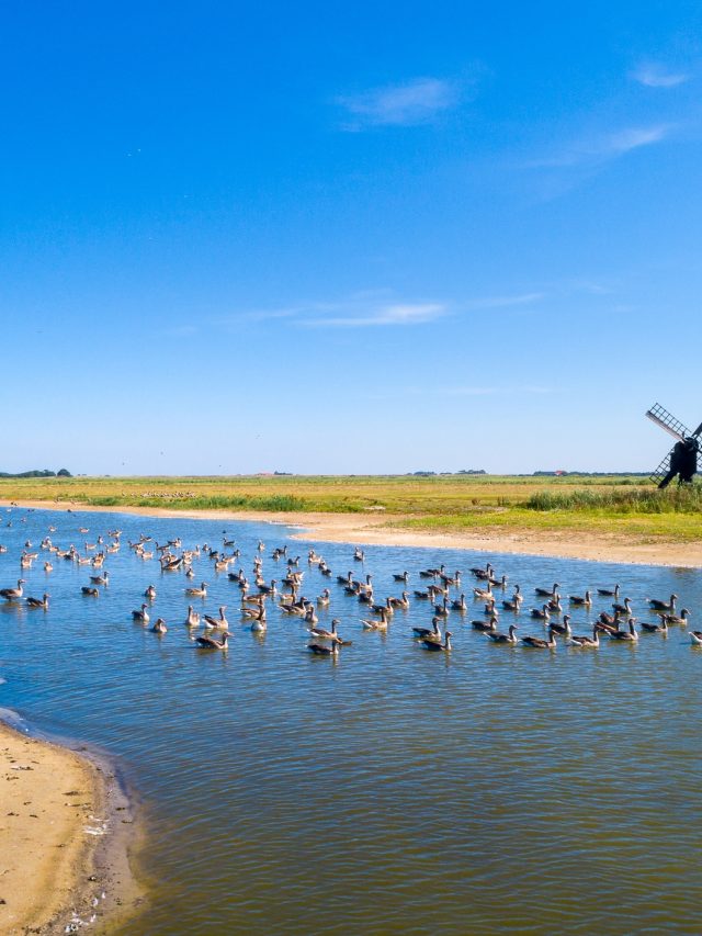 Ganzen in landelijk gebied