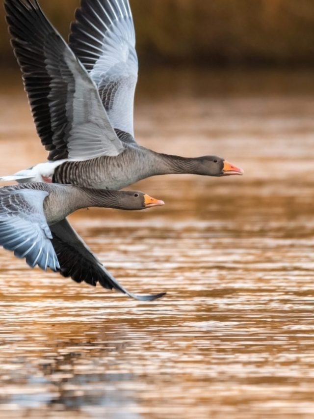 Shutterstock grauwe gans breder