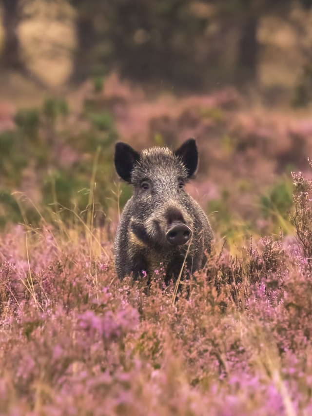 Wilde zwijnen op de heide
