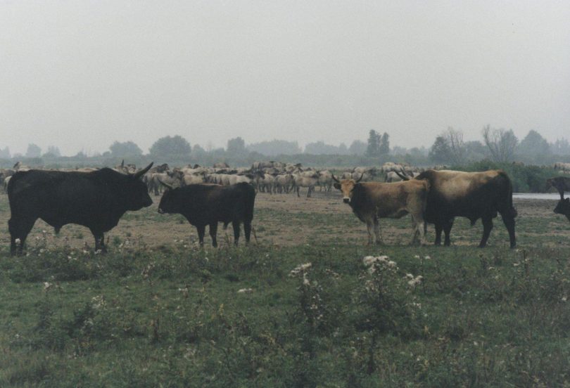 Oostvaardersplassen