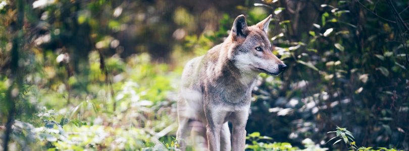 Dieren in de les