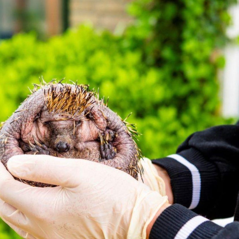 Medewerker van de egelopvang houdt een zieke egel vast