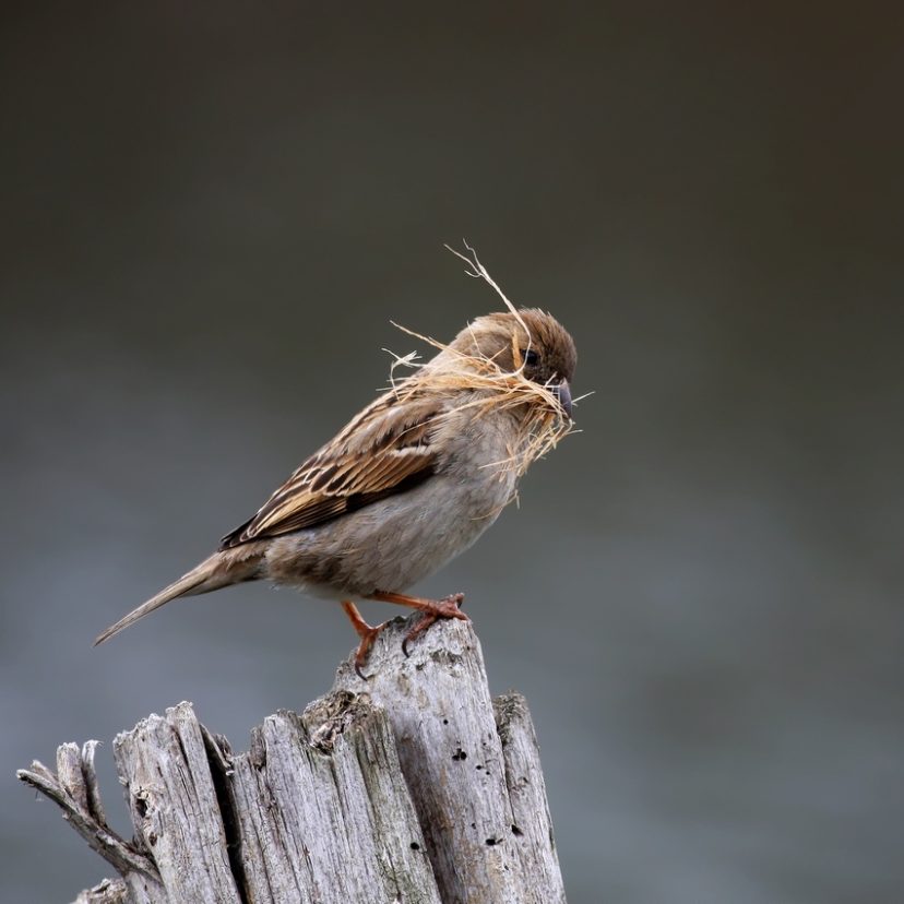 Vogeltje bouwt een nest