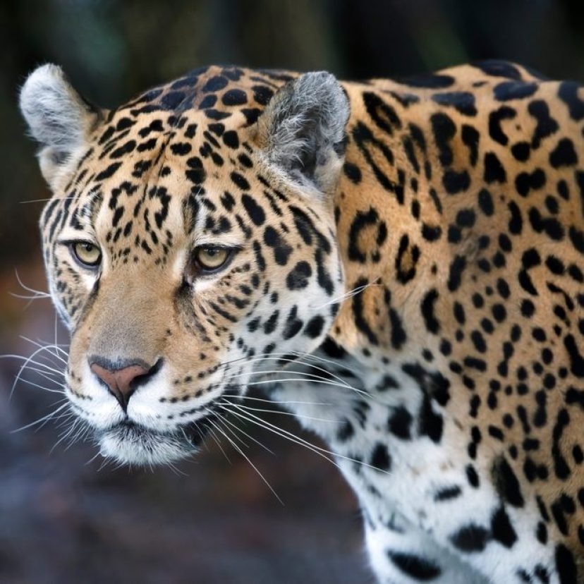 Shutterstock 2139201273jaguar