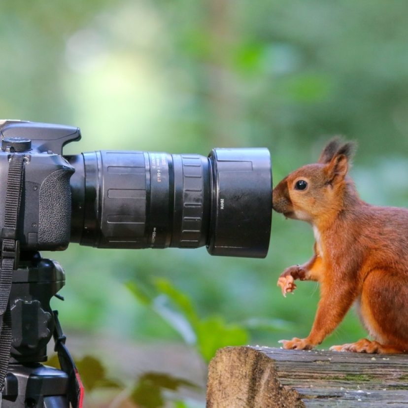 Eekhoorn met camera