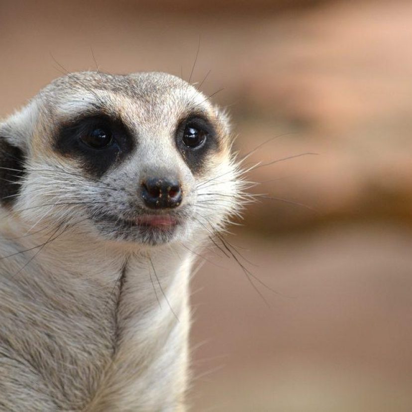 Shutterstock 377508262meercat
