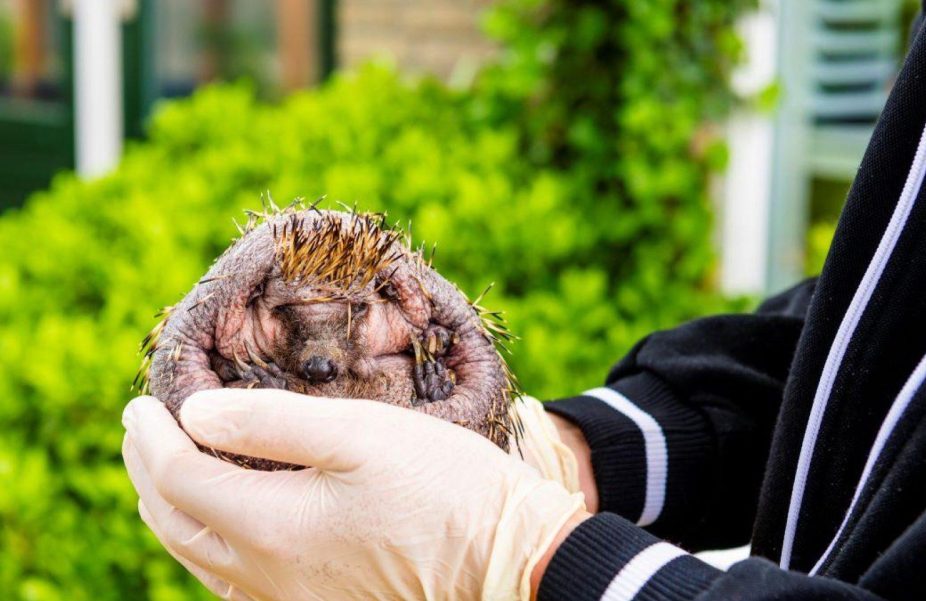 Medewerker van de egelopvang houdt een zieke egel vast