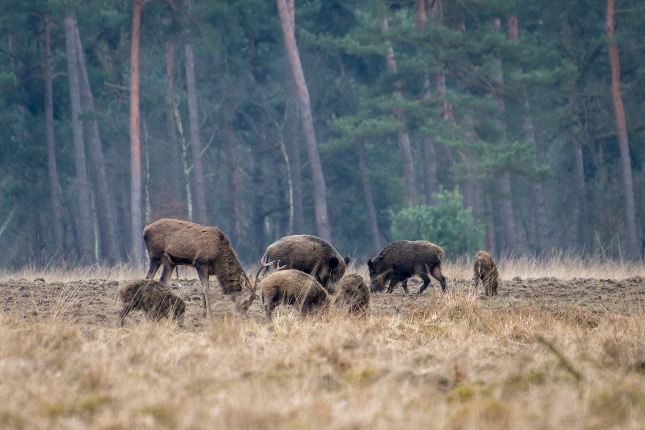 Wilde zwijnen in nNederland